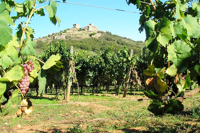 Denominación de origen vino Monterrei Pulpería Can Lampazas